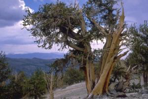 Abattage d'arbres Abattage d'arbres